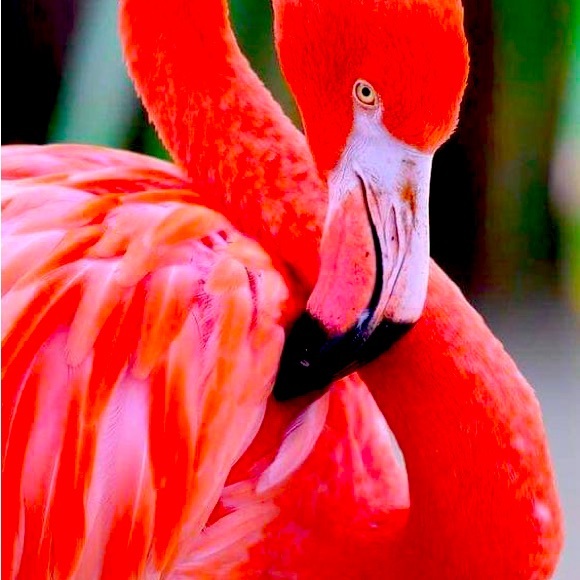 Meet your Posher, Sharon - Picture 1 of 1